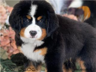 Puerto Rico Bernese Mountain Dog - Los Osos PR, Perros Gatos y Caballos