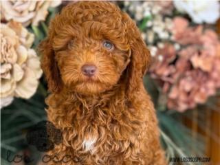 Puerto Rico Mini Goldendoodle Machito - Los Osos PR, Perros Gatos y Caballos