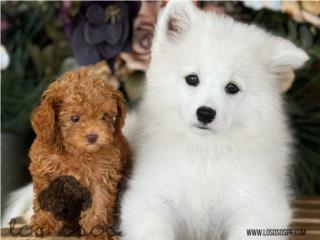 Puerto Rico Samoyed - Los Osos PR, Perros Gatos y Caballos