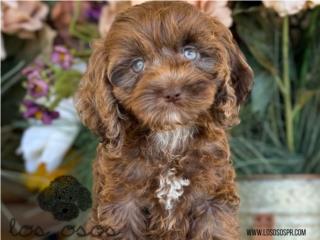 Puerto Rico Hermosa Cockapoo - Los Osos PR, Perros Gatos y Caballos