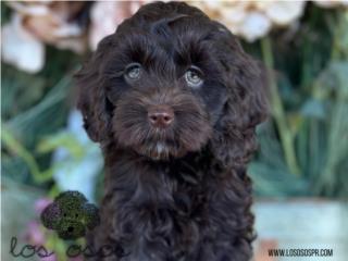 Puerto Rico Hermosa Cockapoo - Los Osos PR, Perros Gatos y Caballos