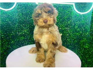 Puerto Rico DELL F1B COCKAPOO (VISITANOS EN GUAYNABO), Perros Gatos y Caballos