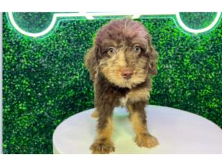 Puerto Rico CAMILLE F1B PETITE LABRADOODLE , Perros Gatos y Caballos