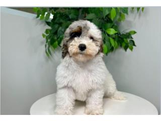 Puerto Rico - MascotasSEDONA F1B PETITE BERNEDOODLE  Puerto Rico