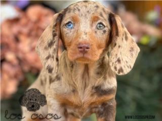 Puerto Rico Dachshund Salchicha - Los Osos PR, Perros Gatos y Caballos