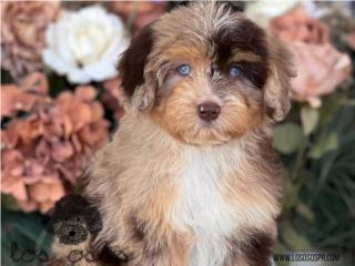 Puerto Rico Aussiedoodle - Los Osos PR, Perros Gatos y Caballos