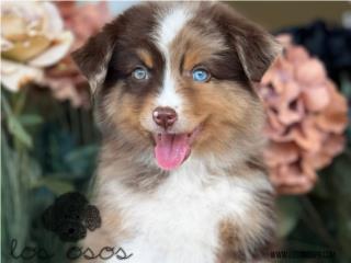 Puerto Rico Australian Shepherd Mini - Los Osos PR, Perros Gatos y Caballos