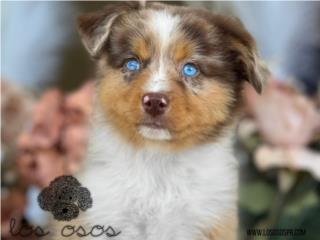 Puerto Rico Increible Australian Shepherd - Los Osos PR, Perros Gatos y Caballos