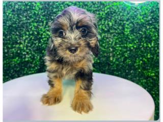 Puerto Rico PETAL SHIH POO (VISITANOS EN GUAYNABO), Perros Gatos y Caballos