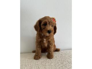 Puerto Rico Mini GoldenDoodle ready for they forever Home, Perros Gatos y Caballos