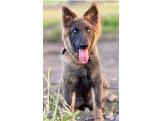 German Shepherd AKC , RM Pets