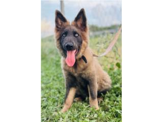 German Shepherd AKC , RM Pets