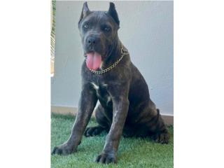 Cane Corso, RM Pets