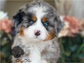 Puerto Rico Bernedoodle Phantom Merle - Los Osos PR, Perros Gatos y Caballos