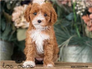 Puerto Rico Hermosa Mini Toy Poodle! Los Osos PR, Perros Gatos y Caballos