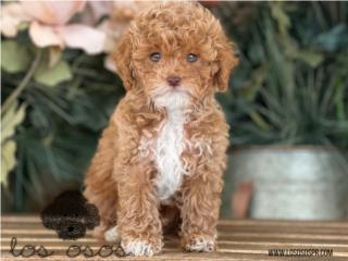 Puerto Rico Mini Poodle Mira Sus Ojos! - Los Osos PR, Perros Gatos y Caballos