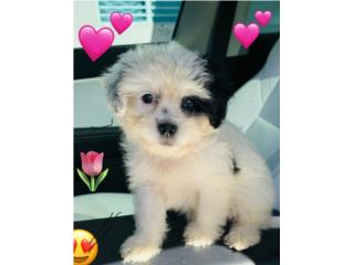 Puerto Rico Shih TZU nena hermosa lista para amar, Perros Gatos y Caballos