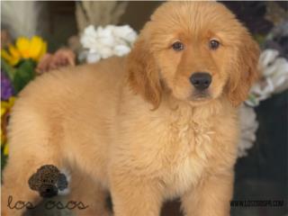 Puerto Rico Hermosa Golden Retreiver - Los Osos PR, Perros Gatos y Caballos