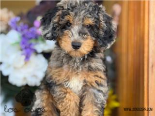 Aussiedoodle Phantom Merle - Los Osos PR, Mascotas Puerto Rico