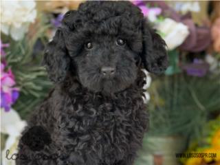 Puerto Rico Mini Toy Poodle - Los Osos PR, Perros Gatos y Caballos