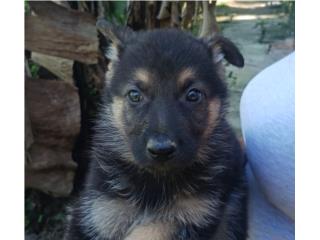 German Shepherd AKC Macho , EXTREME