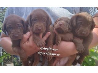 LABRADORES CHOCOLATES Y YELLOW AKC, Perritos P.R zc