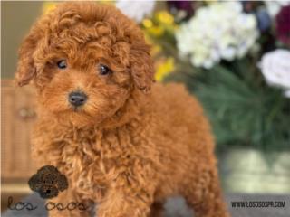 Puerto Rico Mini Toy Poodle - Los Osos PR, Perros Gatos y Caballos