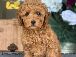 Puerto Rico Mini Poodle Rojita! - Los Osos PR, Perros Gatos y Caballos