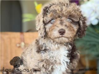 Puerto Rico Aussiedoodle choco merle - Los Osos PR, Perros Gatos y Caballos