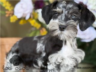 Puerto Rico Schnoodle Schnauzer y Poodle - Los Osos PR, Perros Gatos y Caballos