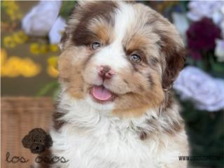 Puerto Rico Mini Australian Shepherd - Los Osos PR, Perros Gatos y Caballos