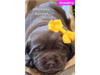 LABRADORES CHOCOLATES Y YELLOW AKC, Perritos P.R zc