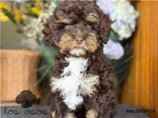 Puerto Rico Cockapoo choco tan - Los Osos PR, Perros Gatos y Caballos