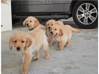 Puerto Rico Golden Retriever, Perros Gatos y Caballos