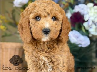 Puerto Rico Mini Goldendoodle - Los Osos PR, Perros Gatos y Caballos