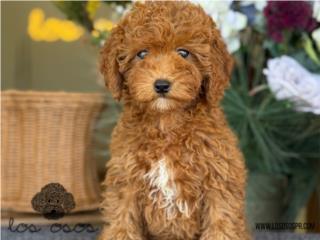 Puerto Rico Toy Goldendoodle - Los Osos PR, Perros Gatos y Caballos