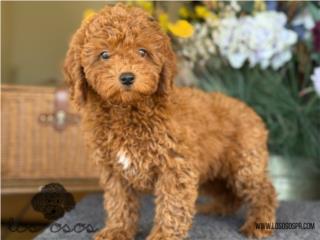 Puerto Rico Toy Goldendoodle Hermosa! - Los Osos PR, Perros Gatos y Caballos