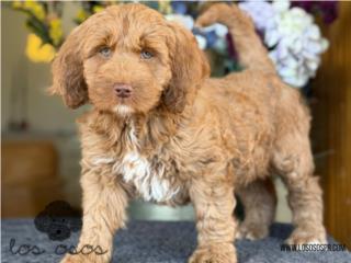 Puerto Rico Mini Goldendoodle Macho - Los Osos PR, Perros Gatos y Caballos