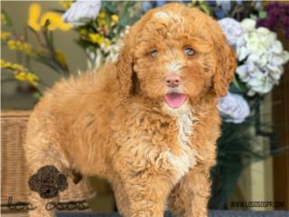 Puerto Rico Mini Goldendoodle - Los Osos PR, Perros Gatos y Caballos