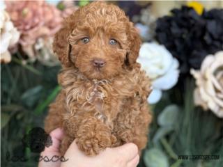 Puerto Rico Mini Poodle WOW - Los Osos PR, Perros Gatos y Caballos