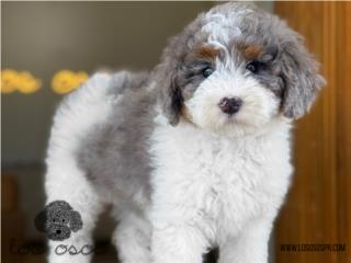 Puerto Rico Mini Bernedoodle - Los Osos PR, Perros Gatos y Caballos