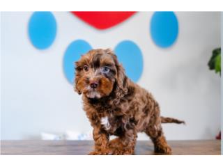 Puerto Rico KENOBI CAVAPOO (VISITANOS EN GUAYNABO), Perros Gatos y Caballos