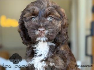 Puerto Rico - MascotasCockapoo choco tan - Los Osos PR Puerto Rico