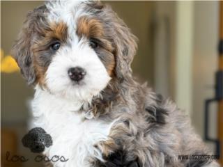 Puerto Rico Bernedoodle Phantom Merle - Los Osos PR, Perros Gatos y Caballos