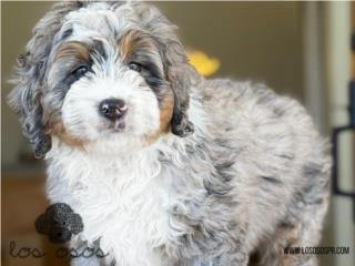 Puerto Rico Increible! Merle Bernedoodle - Los Osos PR, Perros Gatos y Caballos