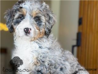 Puerto Rico Mini Bernedoodle Phantom Merle - Los Osos PR, Perros Gatos y Caballos