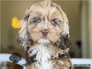 Puerto Rico Cockapoo Merle - Los Osos PR, Perros Gatos y Caballos