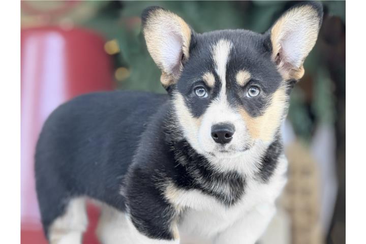 Corgi Preciosa!! - Los Osos PR
