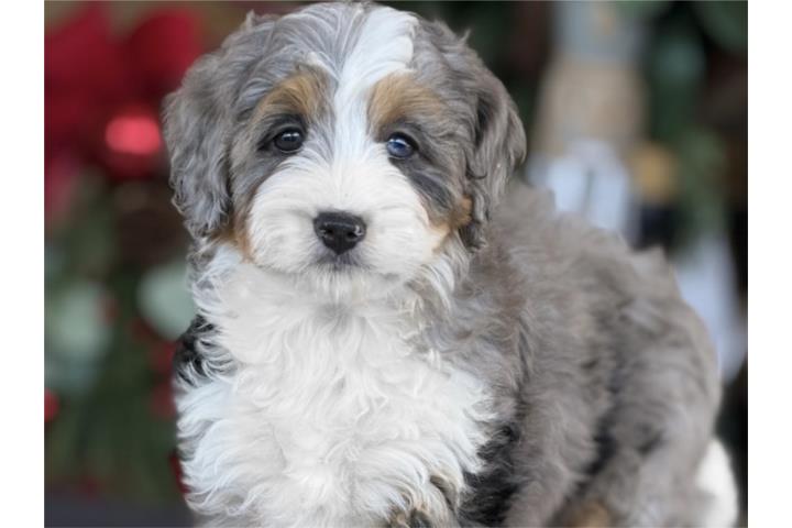 Bernedoodle Merle nena - Los Osos PR