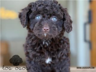 Puerto Rico Mini Labradoodles - Los Osos PR, Perros Gatos y Caballos